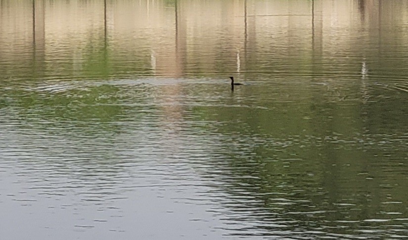 Indian Cormorant - Vivek Raj