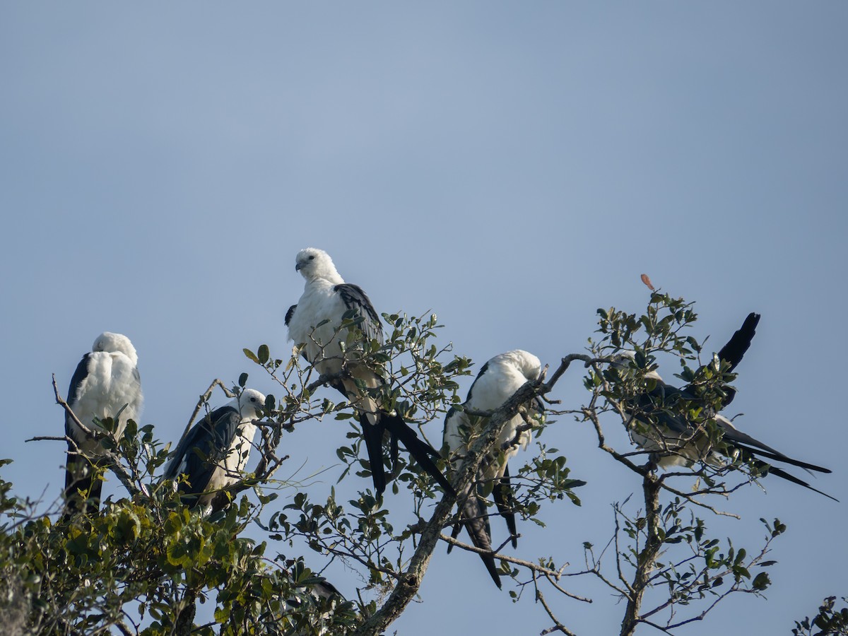 Swallow-tailed Kite - ML617453873