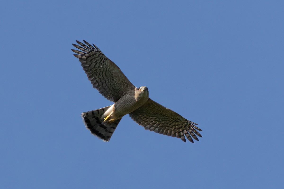 Cooper's Hawk - Pete Followill