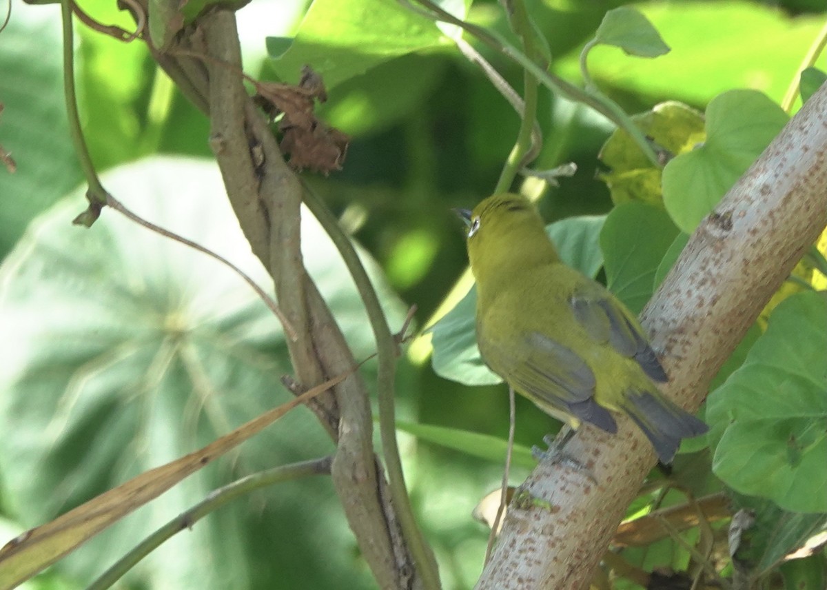 Lowland White-eye - Martin Kennewell