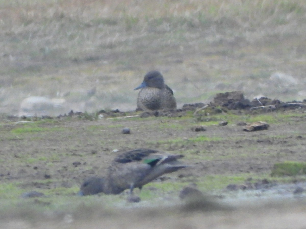 Andean Teal - ML617454020