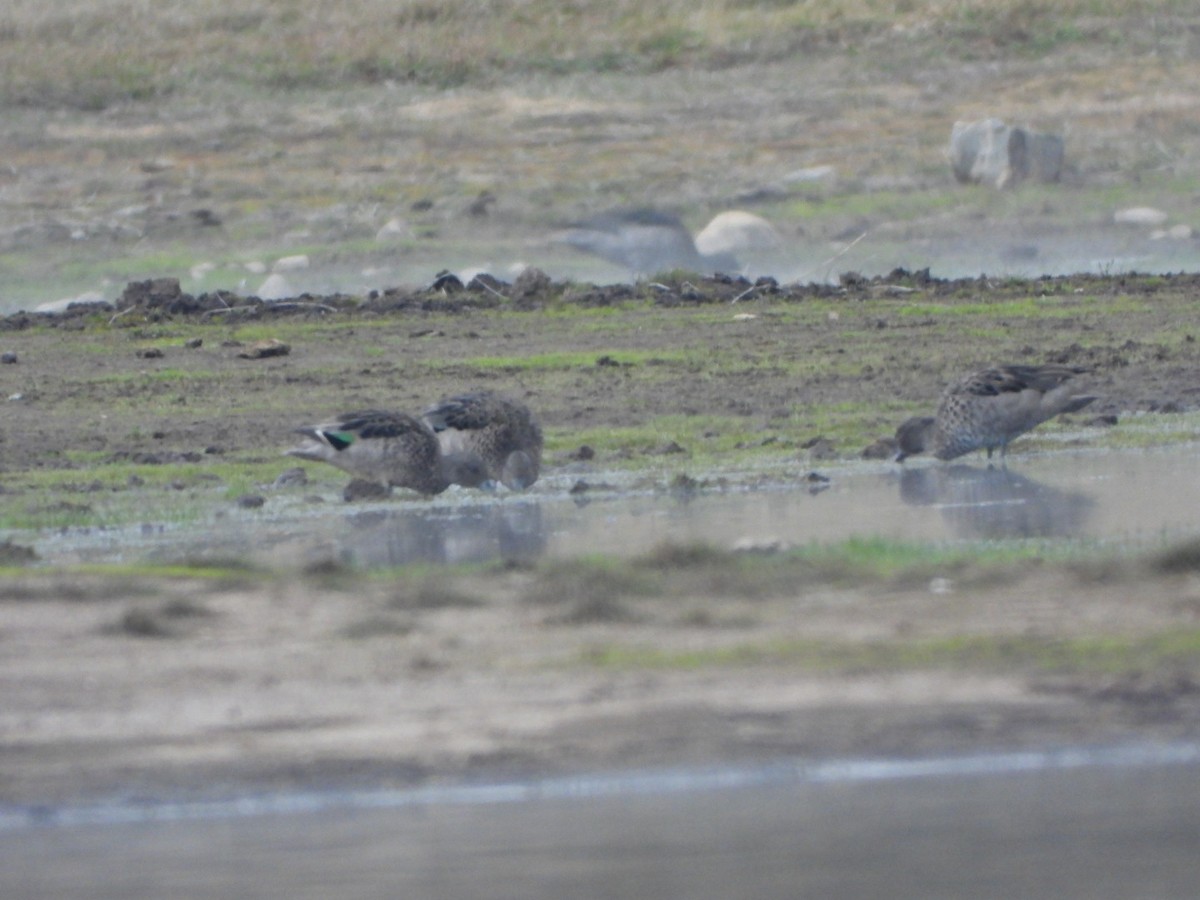 Andean Teal - ML617454021