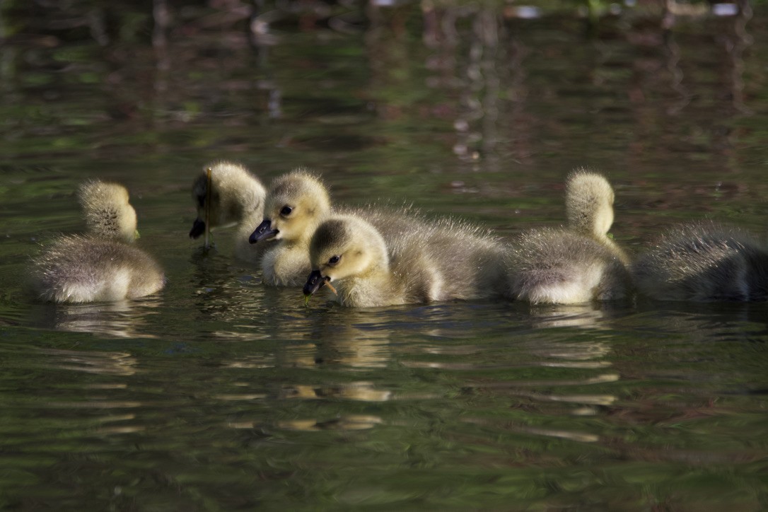 Канад галуу - ML617454065