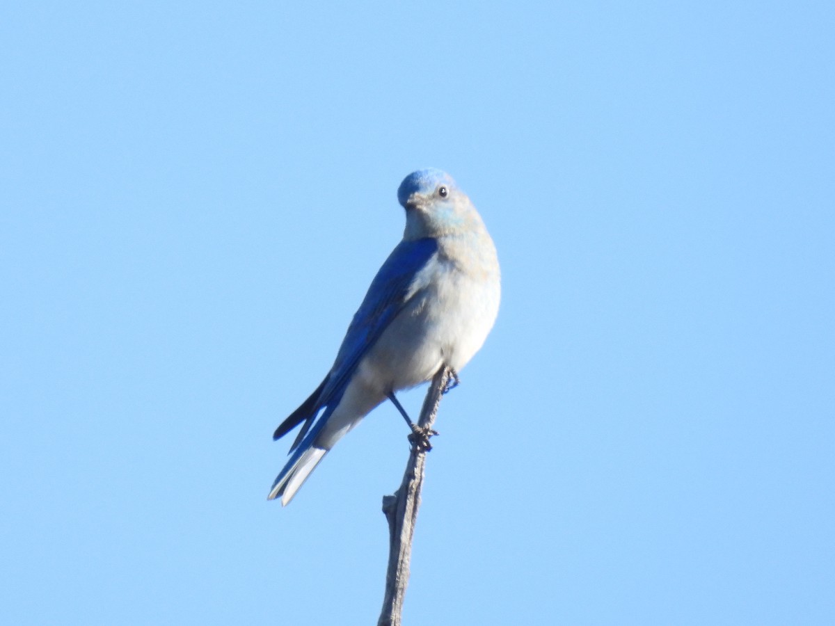 Mountain Bluebird - Cindy Leffelman