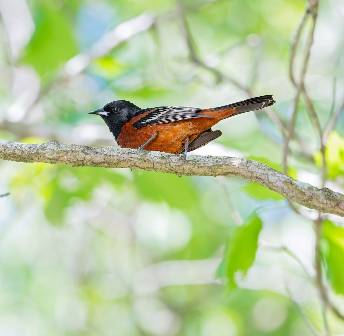 Orchard Oriole - Karen Szafrajda