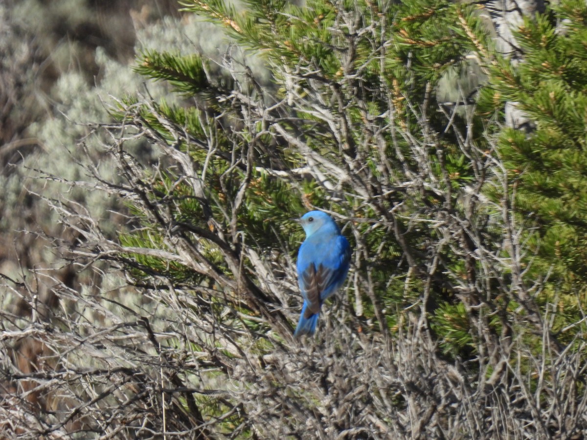 Mountain Bluebird - Cindy Leffelman