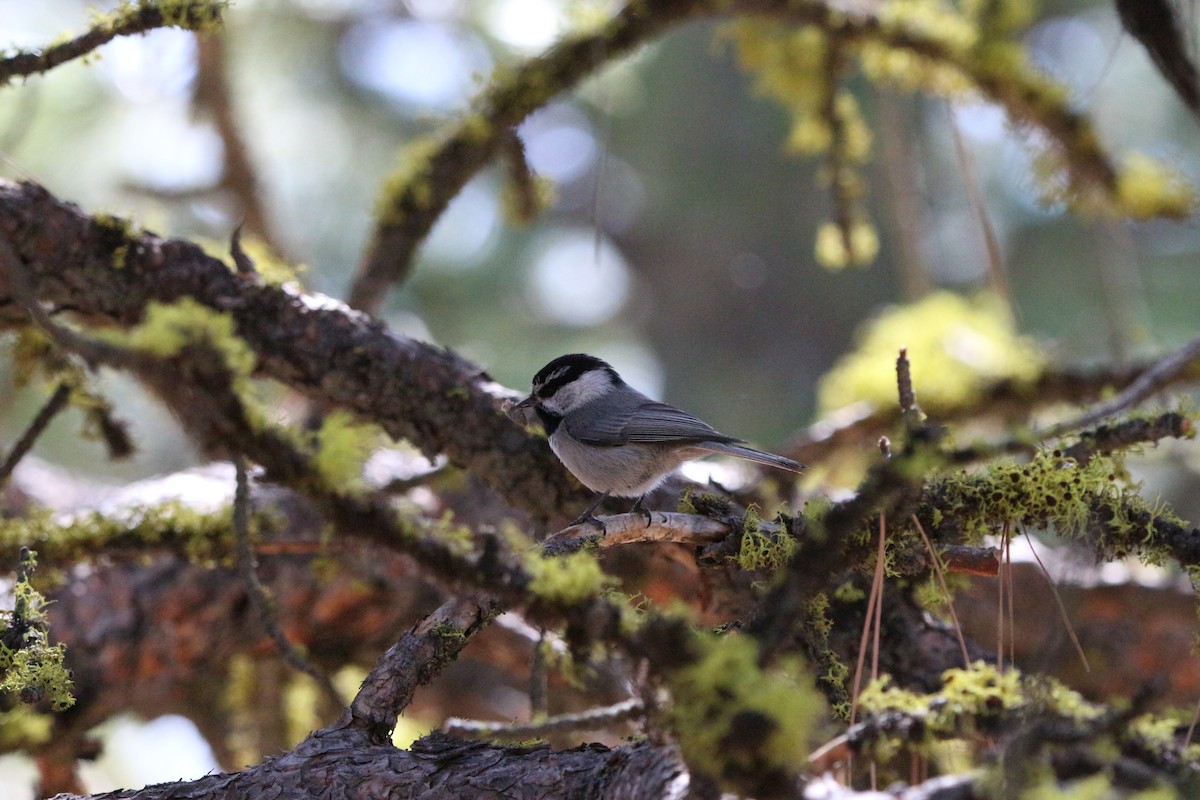 Mountain Chickadee - Matthew Hanneman