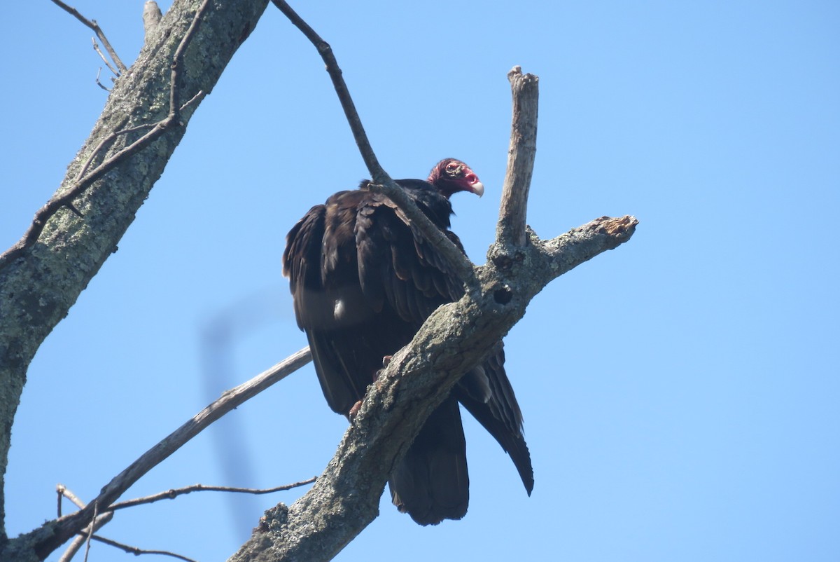 Turkey Vulture - J. Isaacs