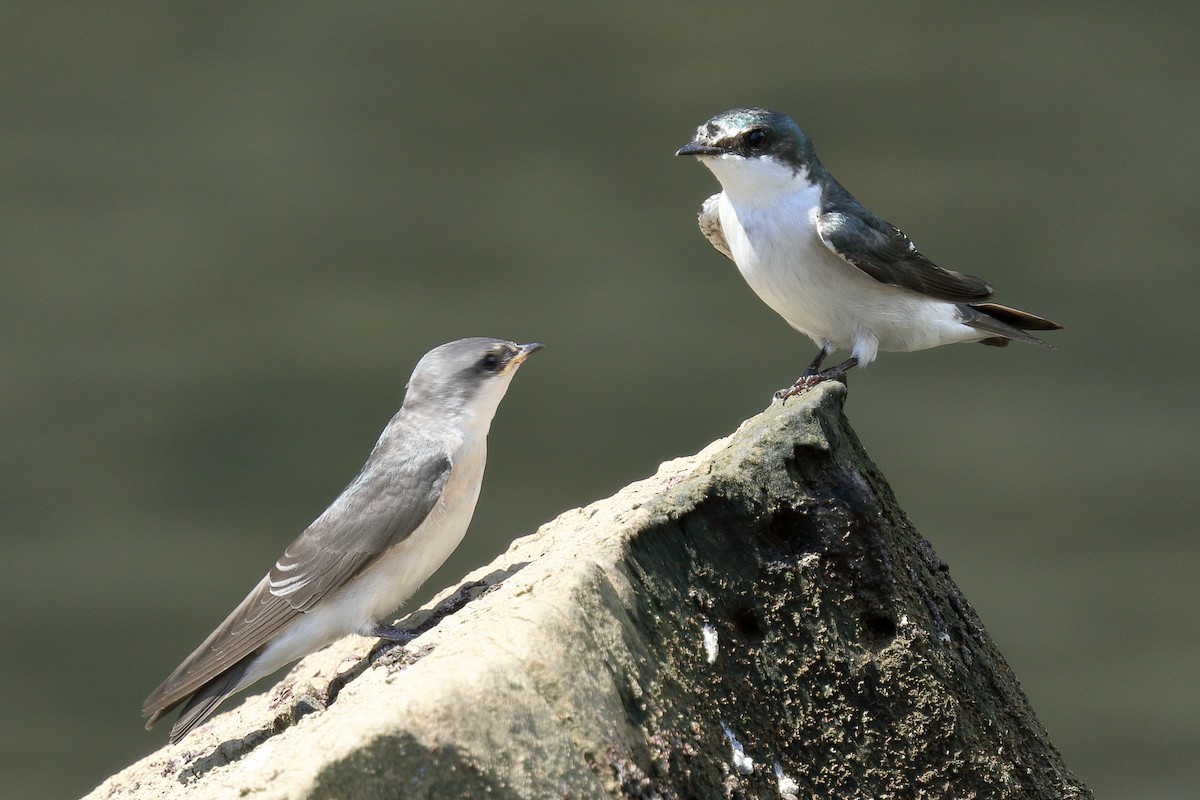 Mangrove Swallow - Brano Kovačević