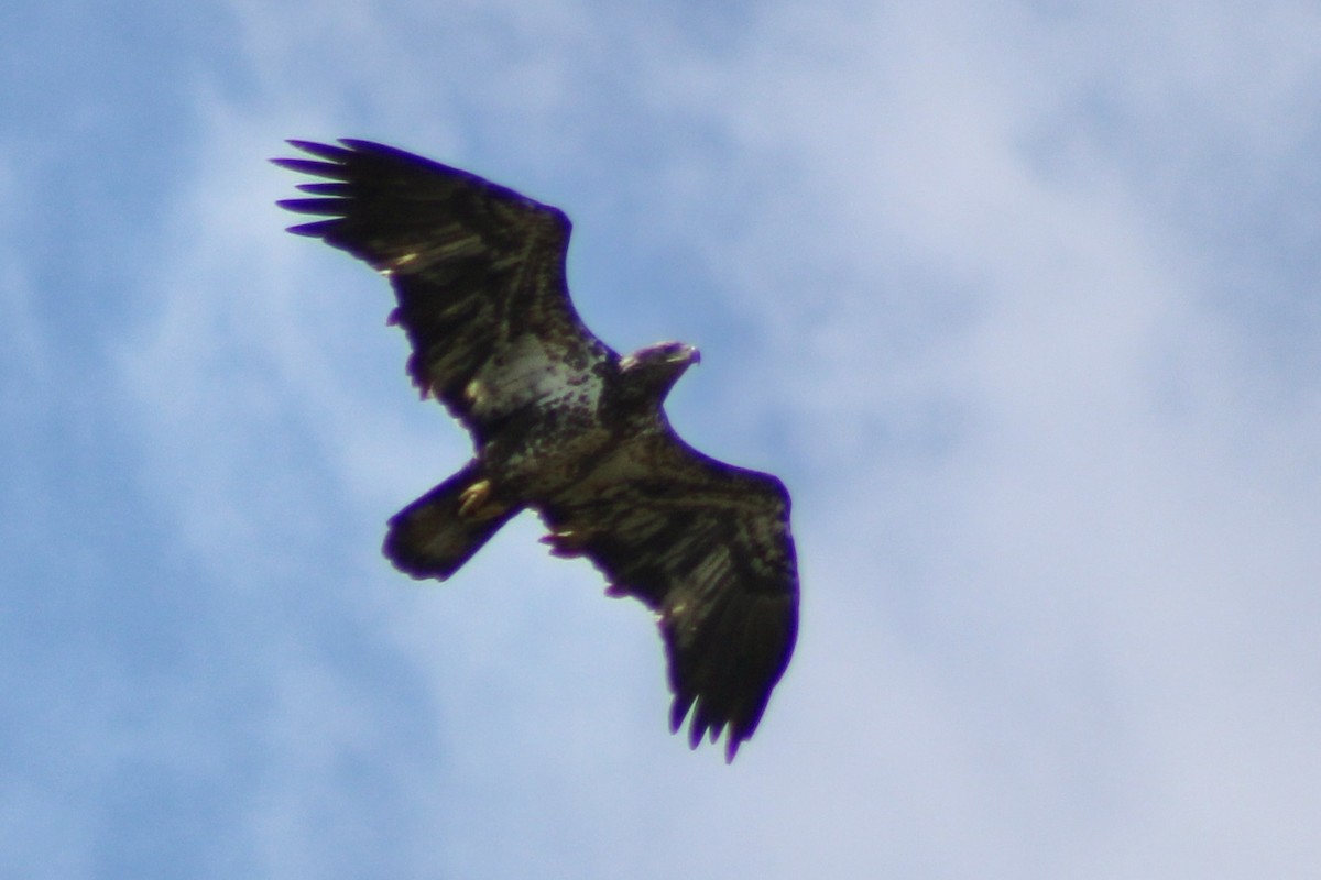 Bald Eagle - ML617454175