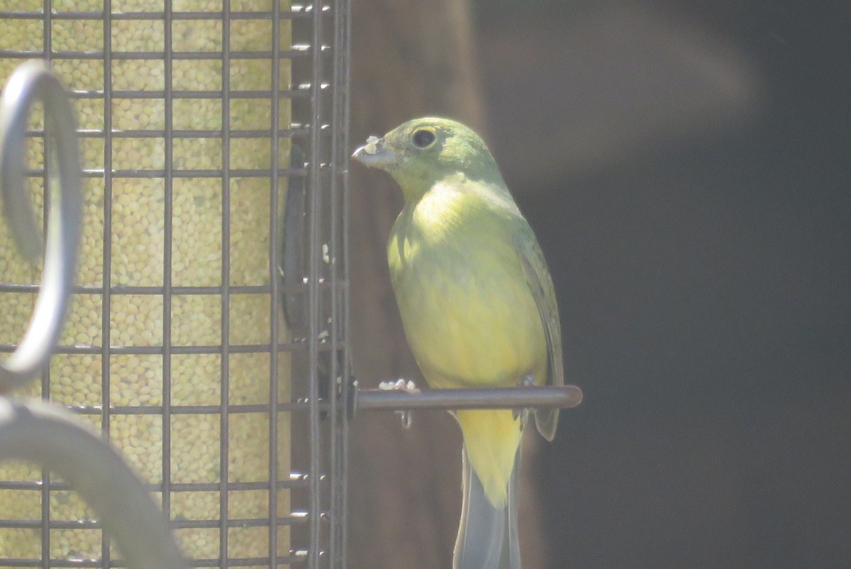 Painted Bunting - J. Isaacs