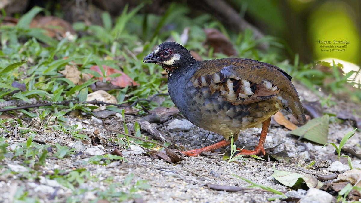 Malayan Partridge - ML617454215