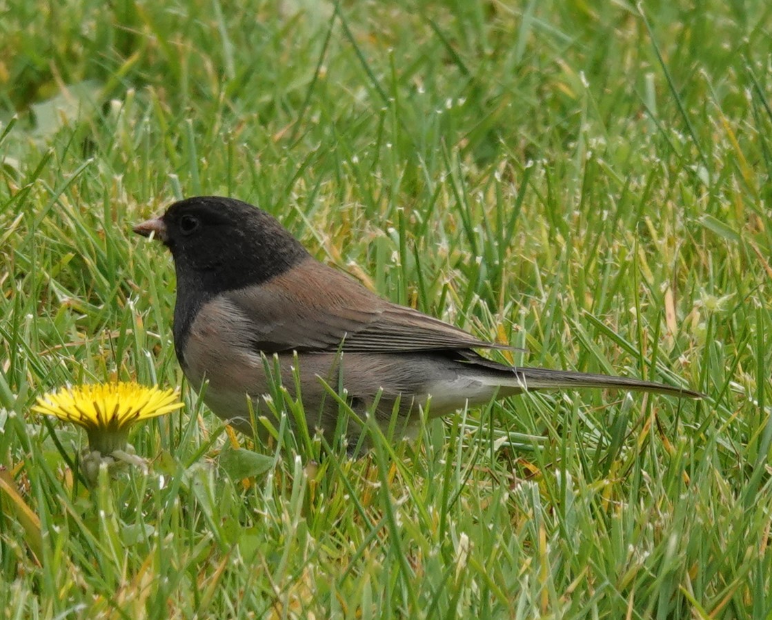 Junco ardoisé (groupe oreganus) - ML617454266