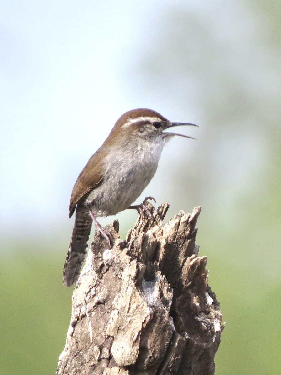 Bewick's Wren - ML617454355