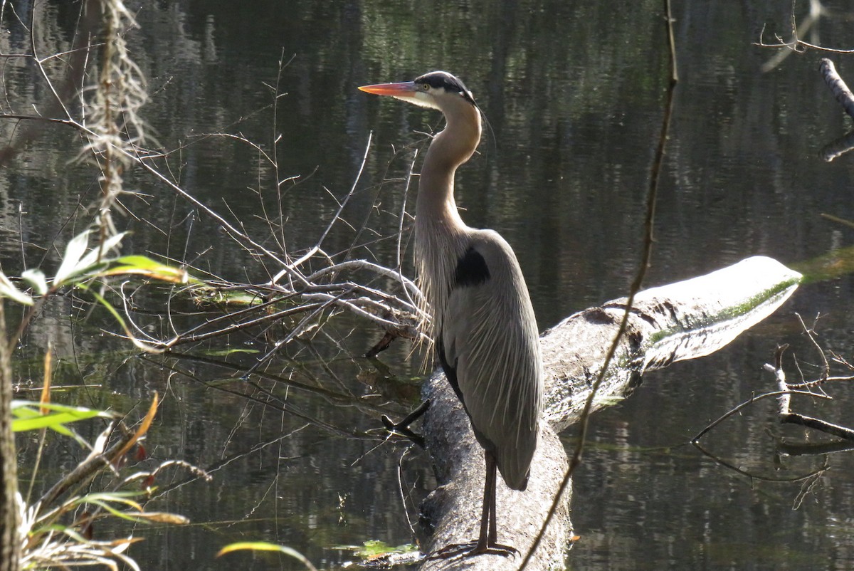 Great Blue Heron - ML617454357