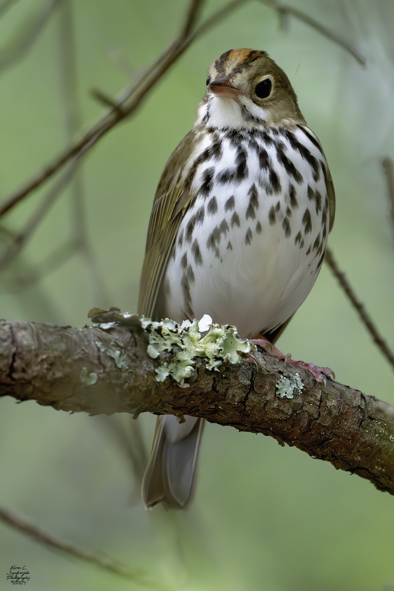 Ovenbird - ML617454383