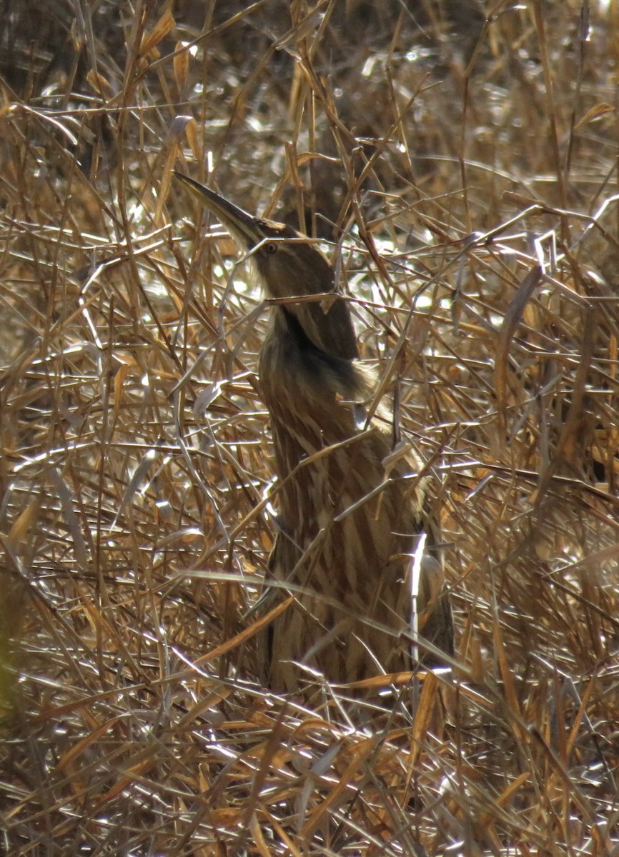 American Bittern - ML617454385