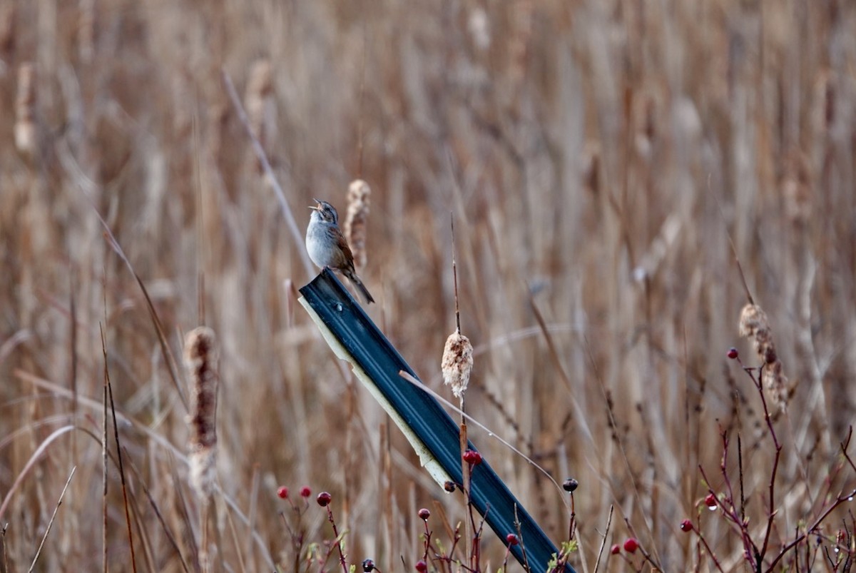 Swamp Sparrow - ML617454400