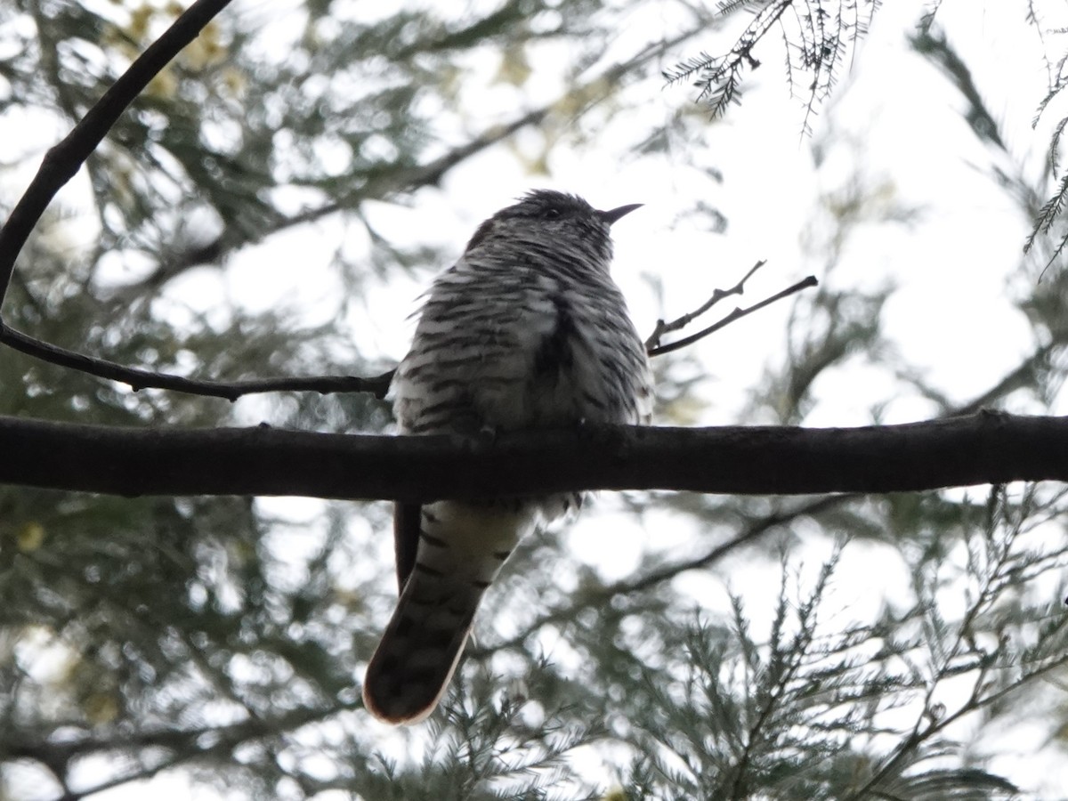 Shining Bronze-Cuckoo - ML617454406