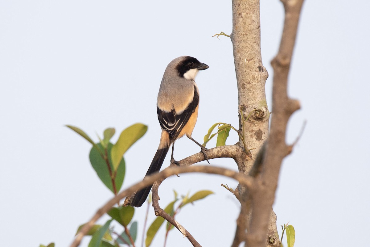 Long-tailed Shrike - ML617454414