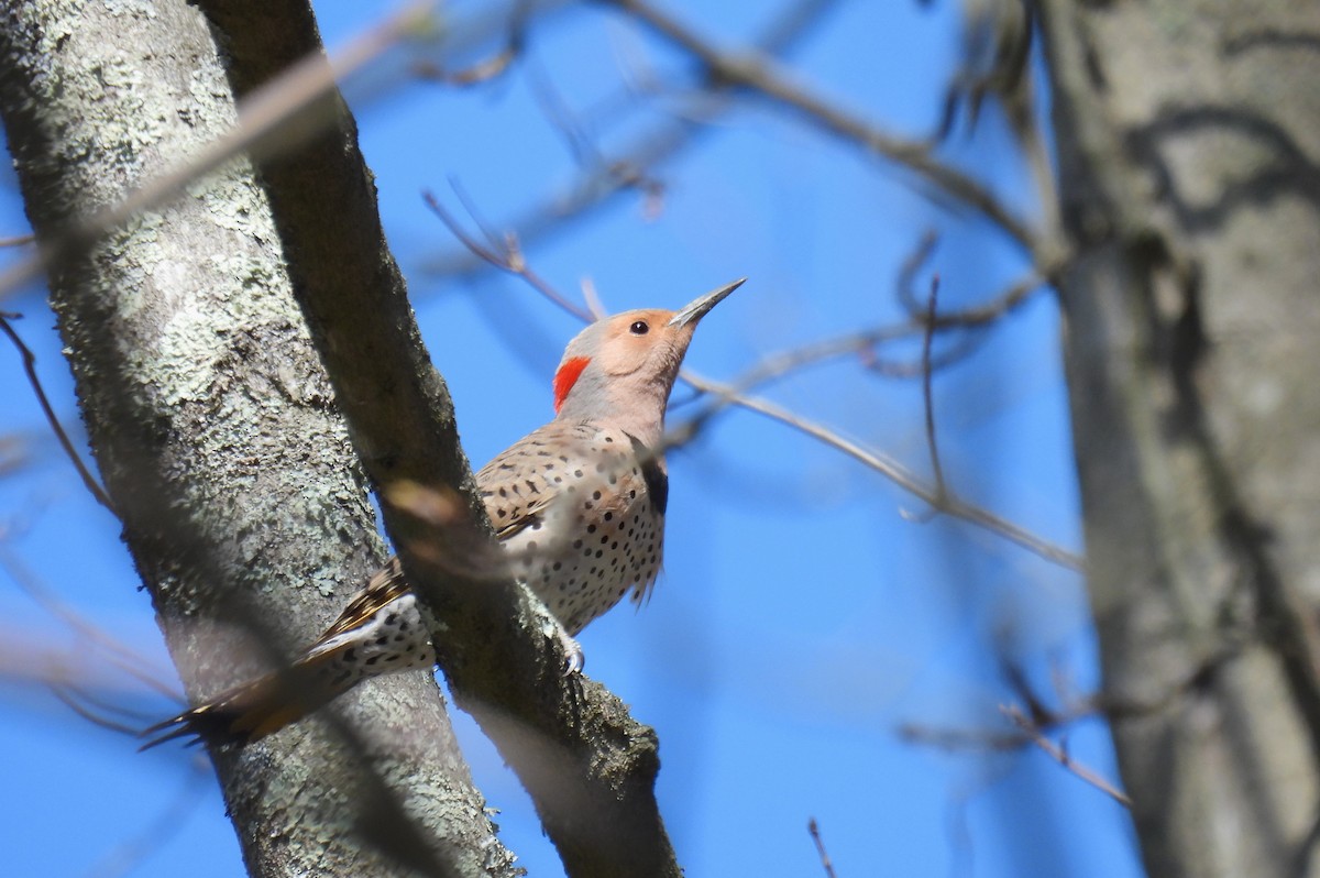 Northern Flicker (Yellow-shafted) - ML617454439