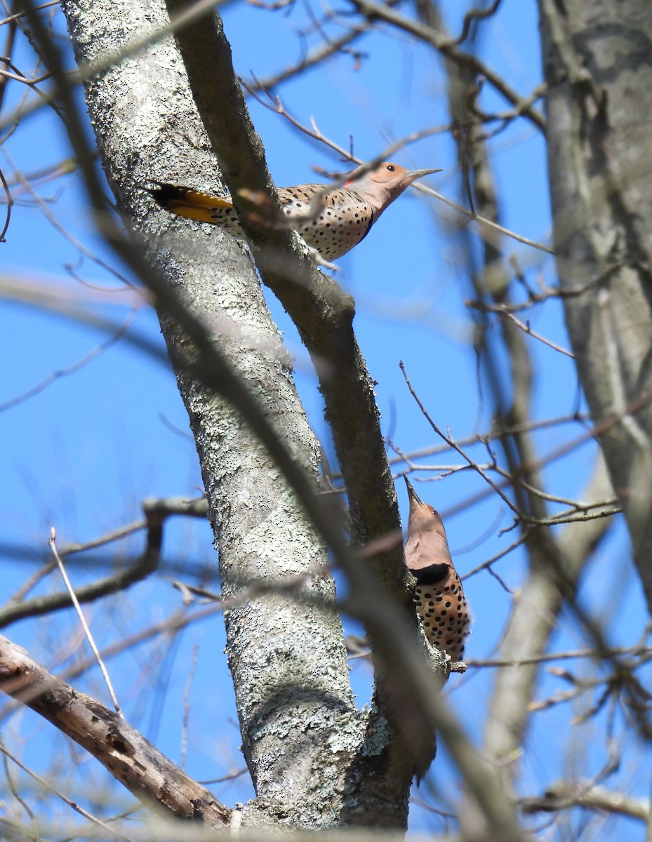 Northern Flicker (Yellow-shafted) - ML617454440