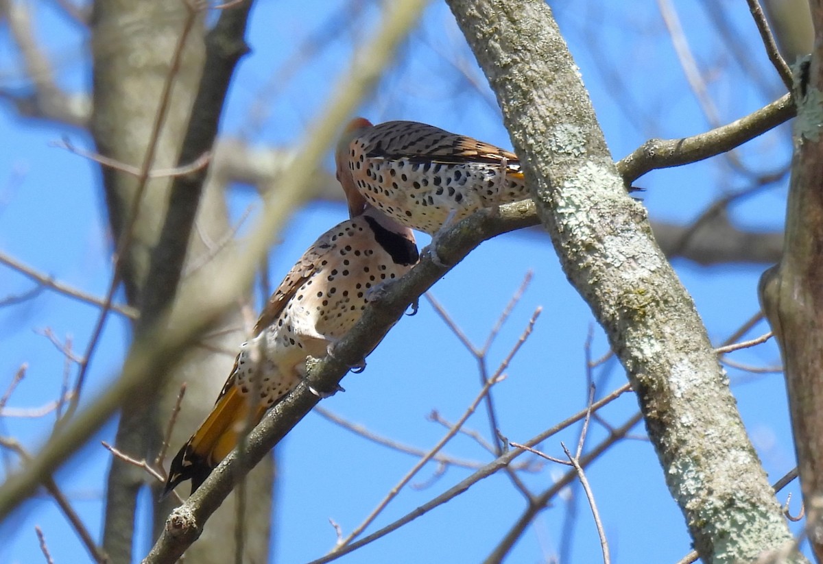 Northern Flicker (Yellow-shafted) - ML617454453
