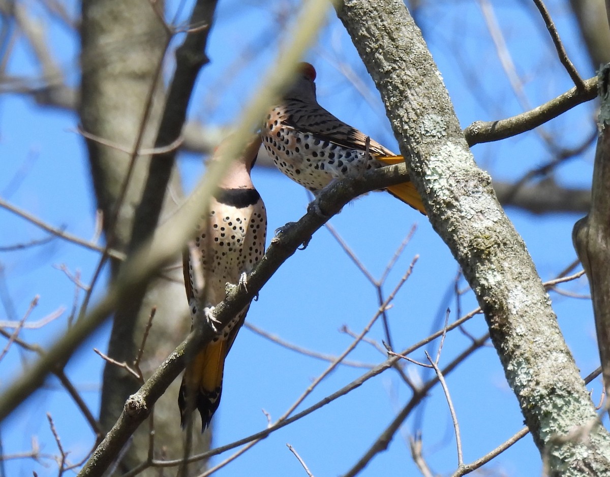 Northern Flicker (Yellow-shafted) - ML617454454