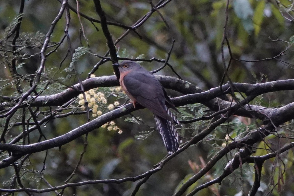 Fan-tailed Cuckoo - ML617454474