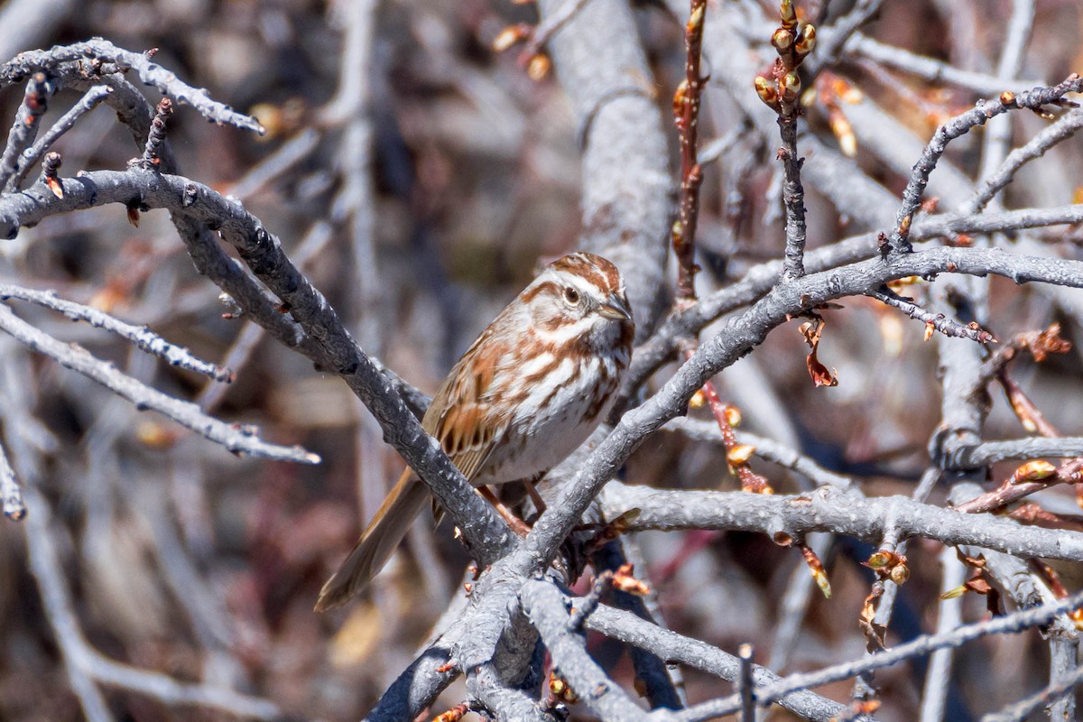 Song Sparrow - ML617454475