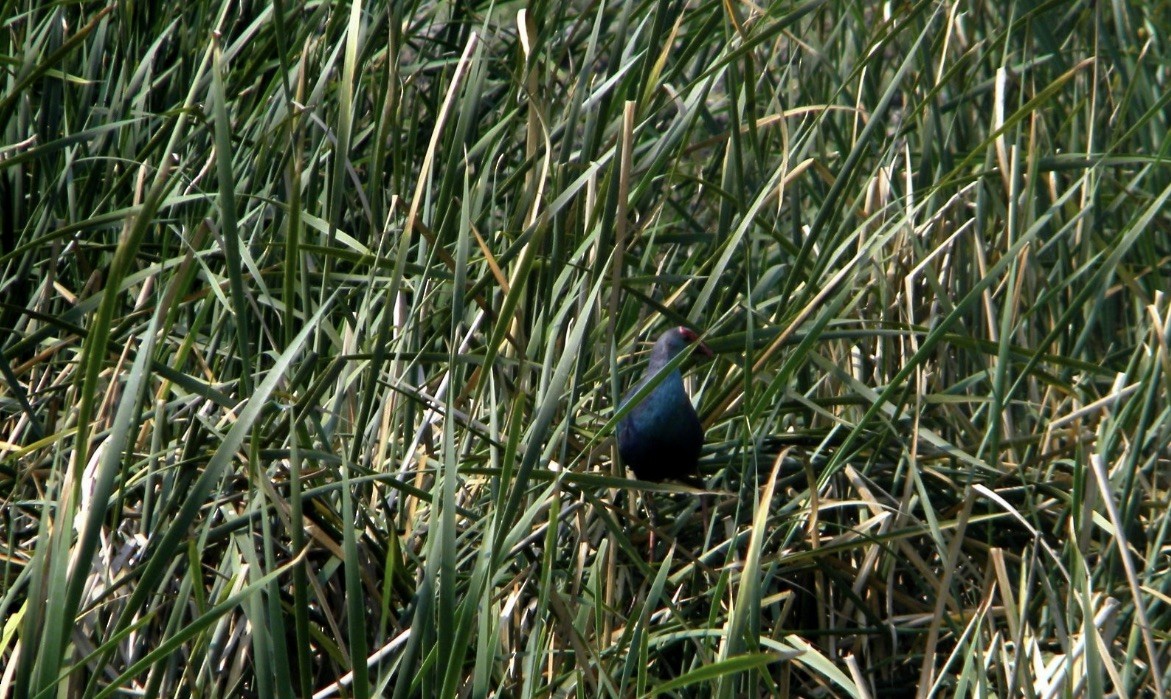 Gray-headed Swamphen - ML617454483