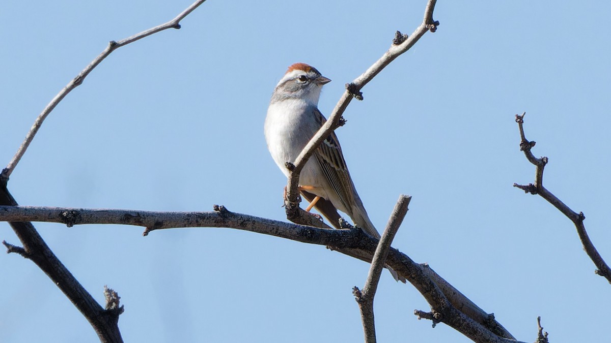 Chipping Sparrow - ML617454492