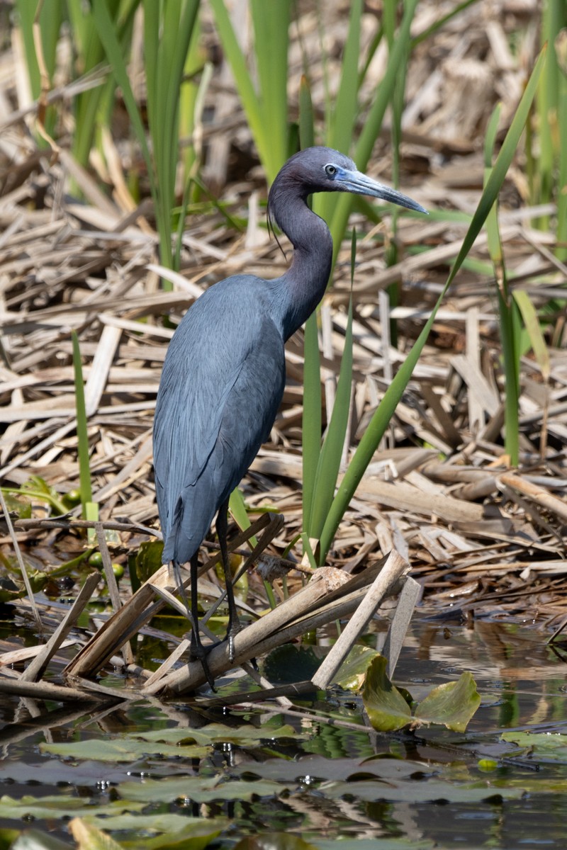 Little Blue Heron - ML617454508