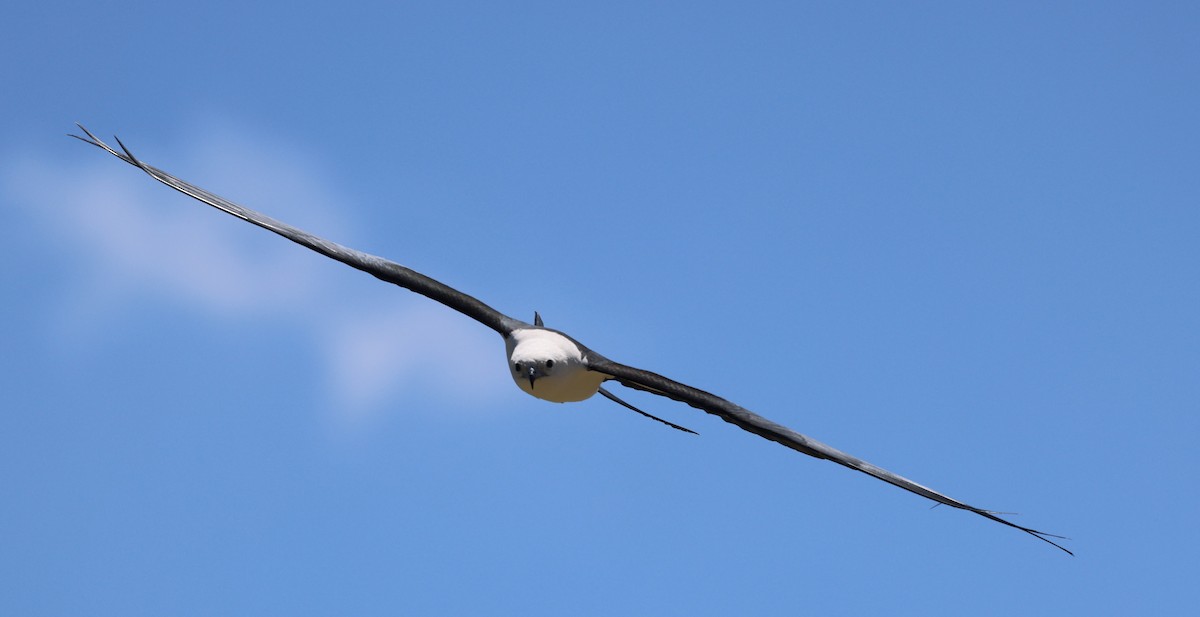 Swallow-tailed Kite - ML617454509