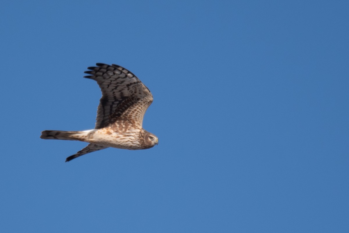 Northern Harrier - ML617454527