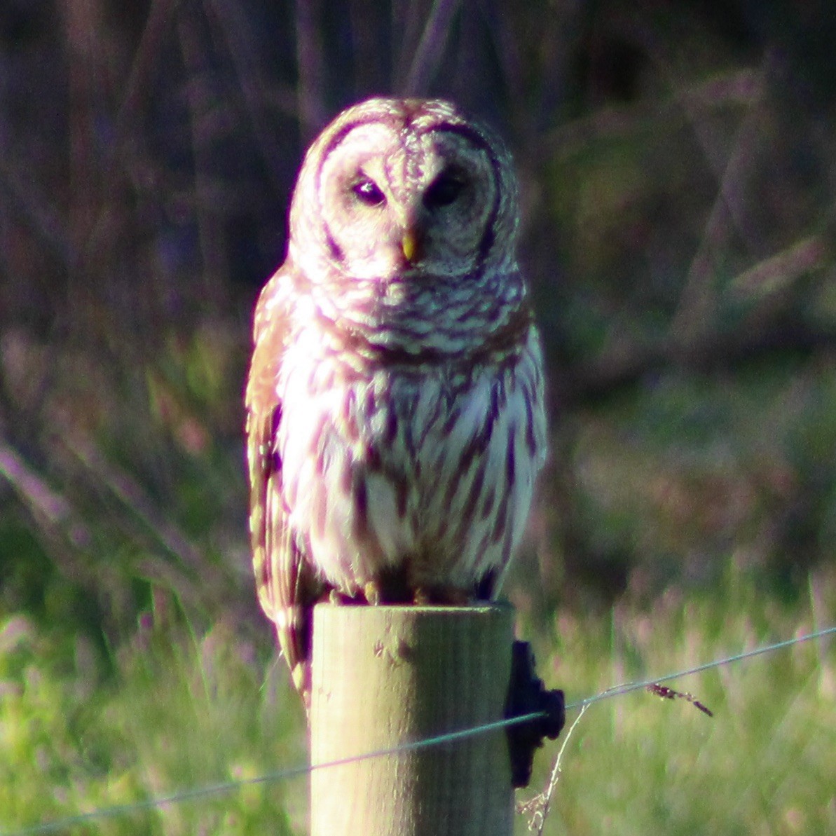 Barred Owl - ML617454545