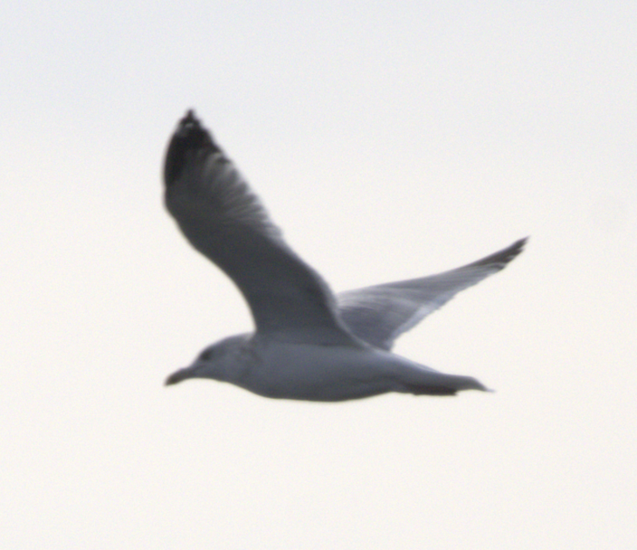 Herring Gull - Winston Humphreys 🦜