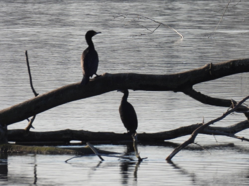 Double-crested Cormorant - Bruce Moorman