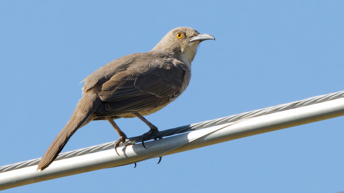 Curve-billed Thrasher - ML617454554