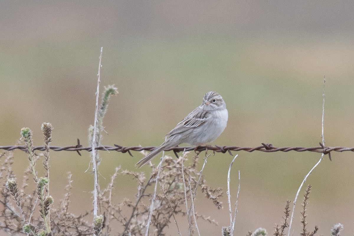 Brewer's Sparrow - Sharon J