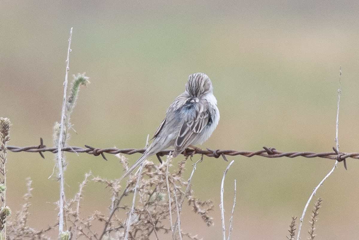 Brewer's Sparrow - Sharon J