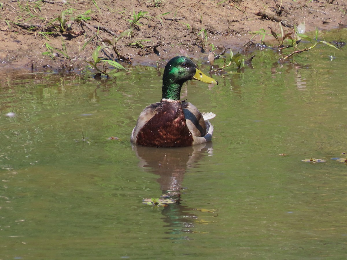 Canard colvert - ML617454672