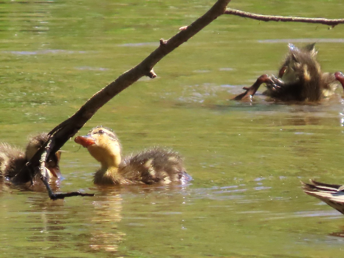 Canard colvert - ML617454674