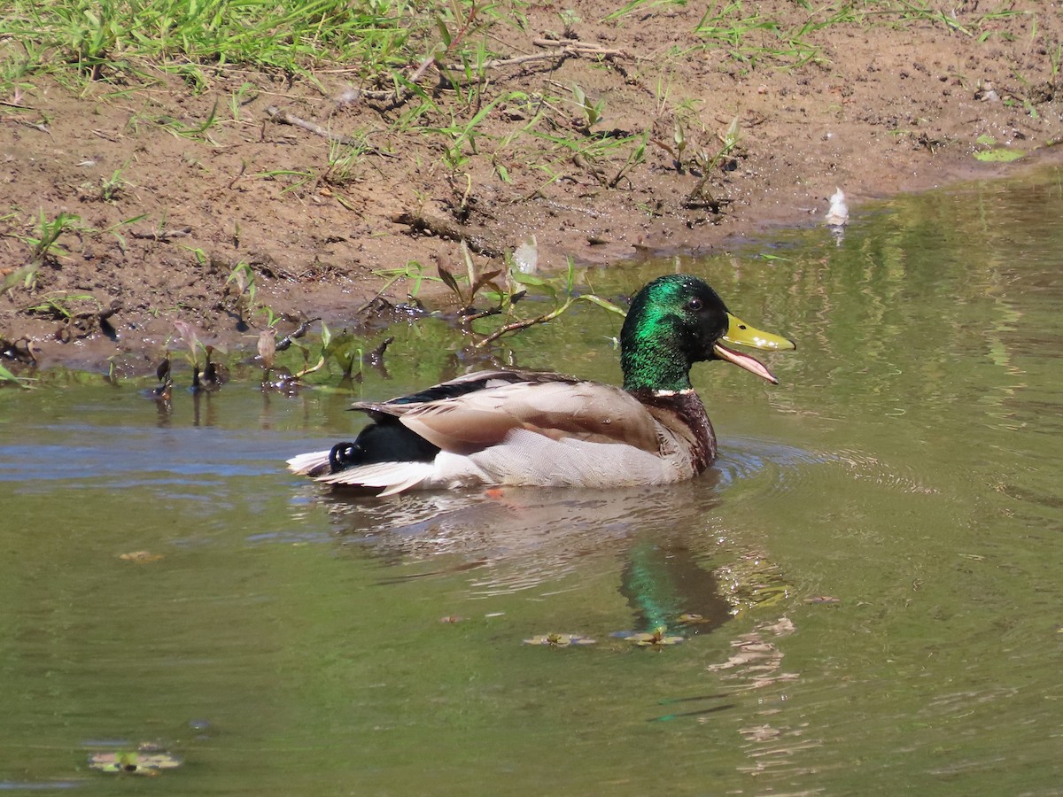 Canard colvert - ML617454677