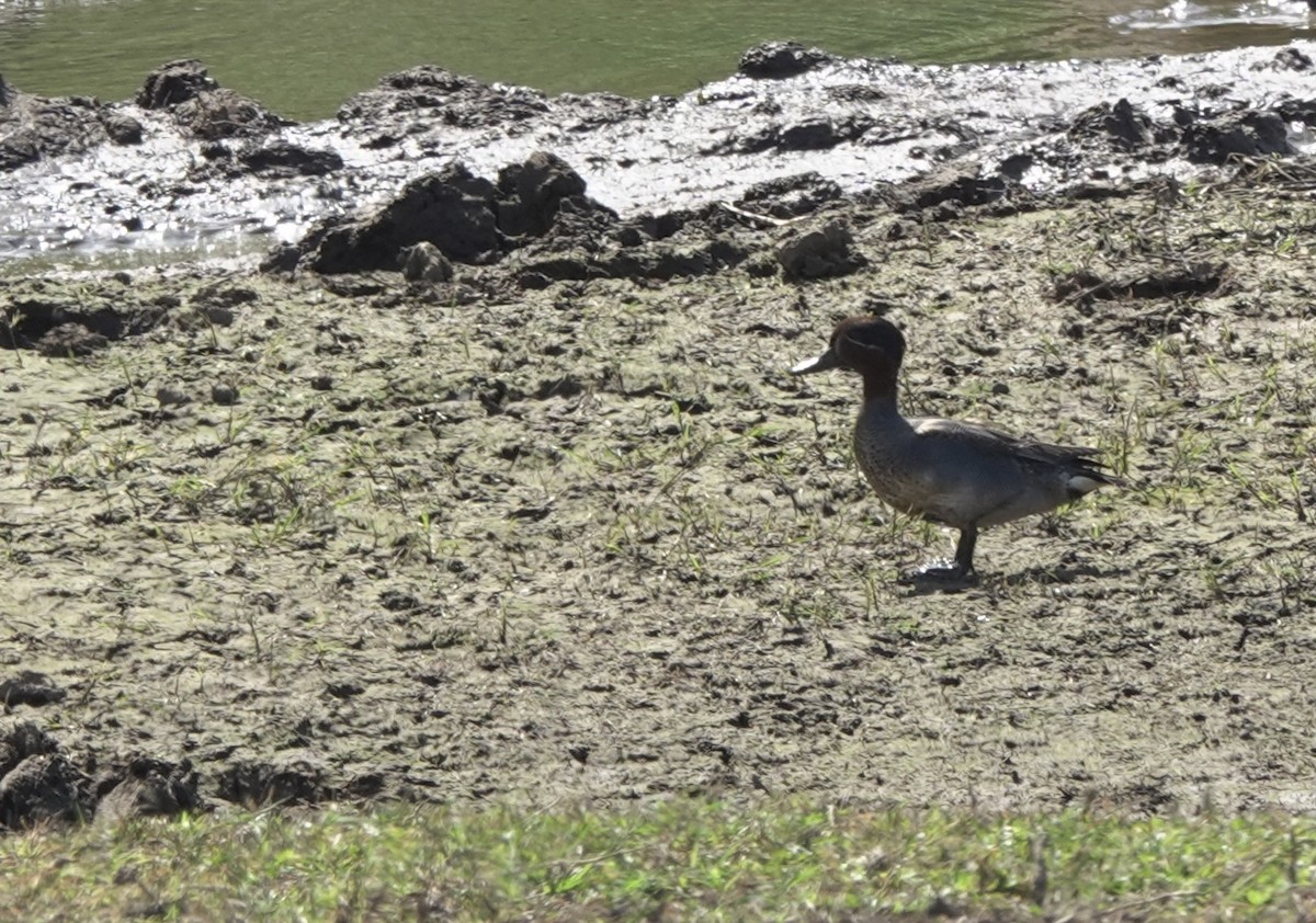 Green-winged Teal (Eurasian) - ML617454686