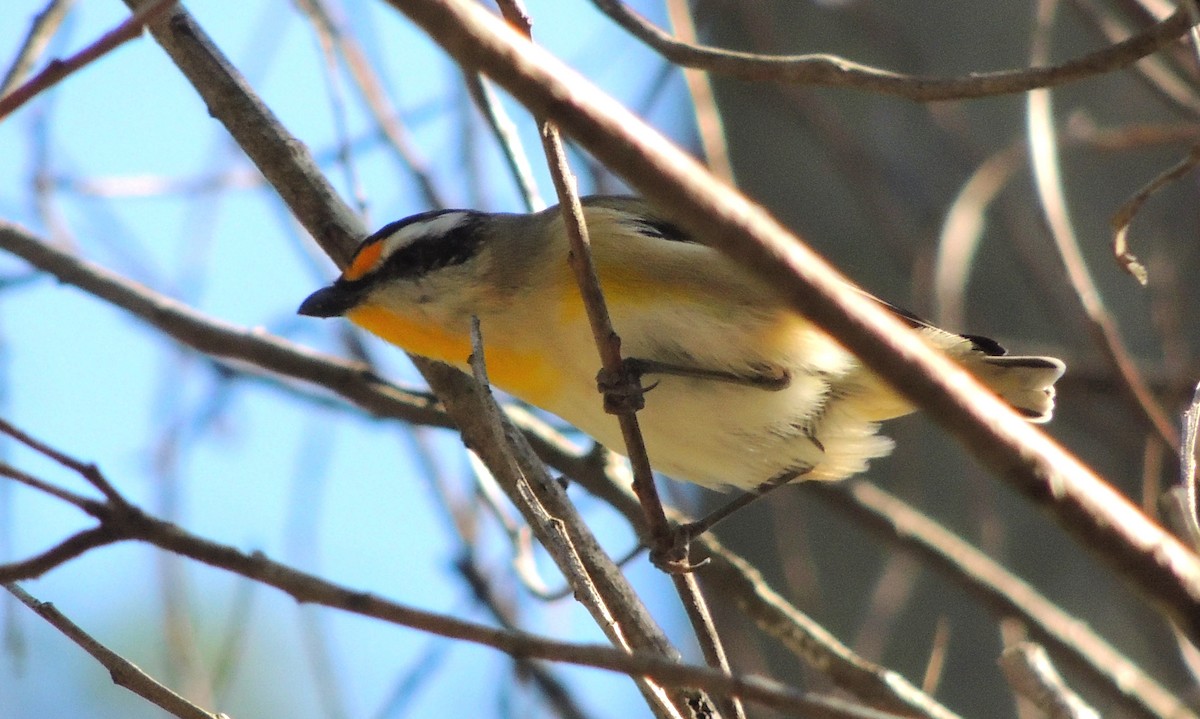 Striated Pardalote - Zoe Rathus