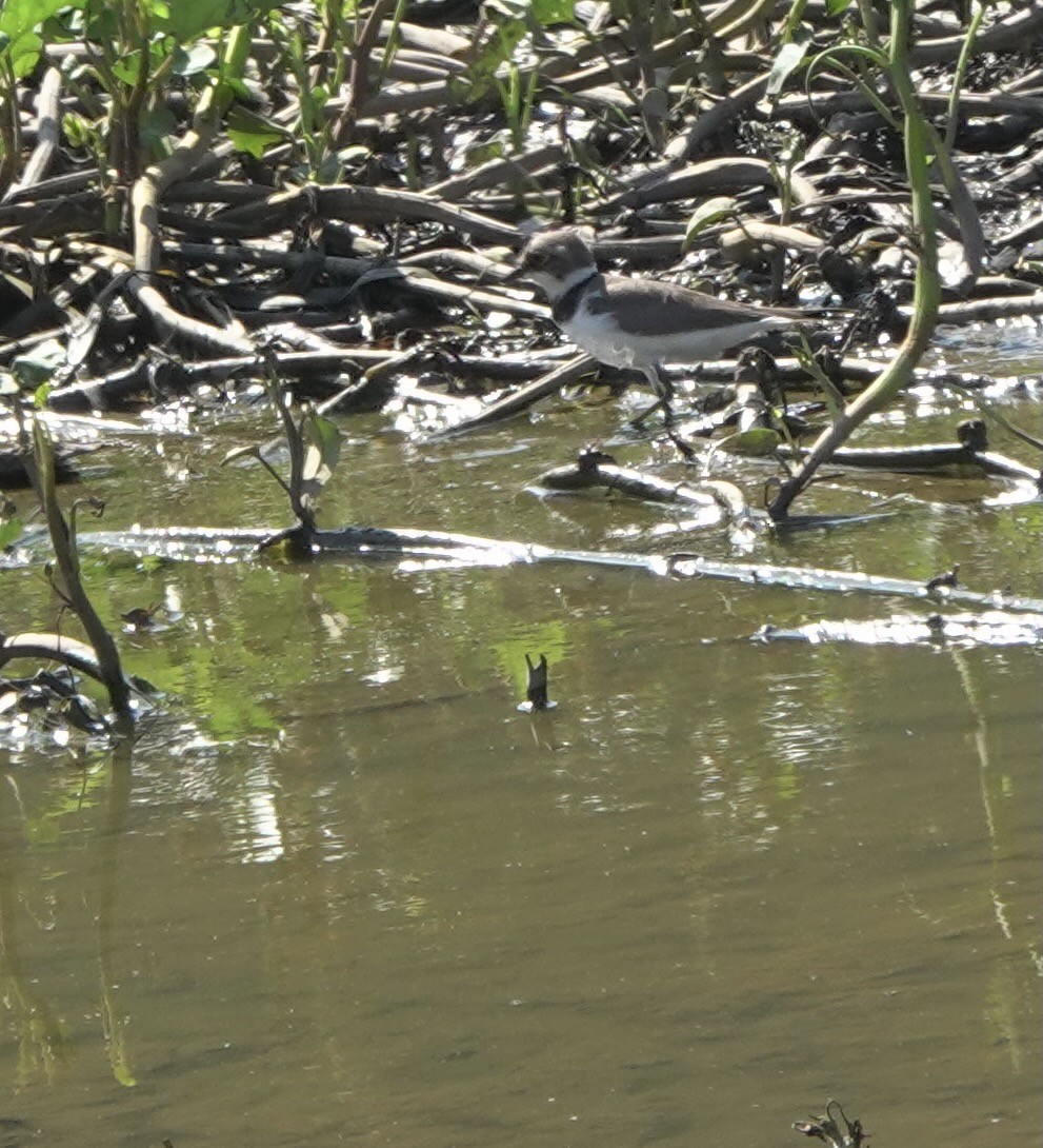 Little Ringed Plover - ML617454702