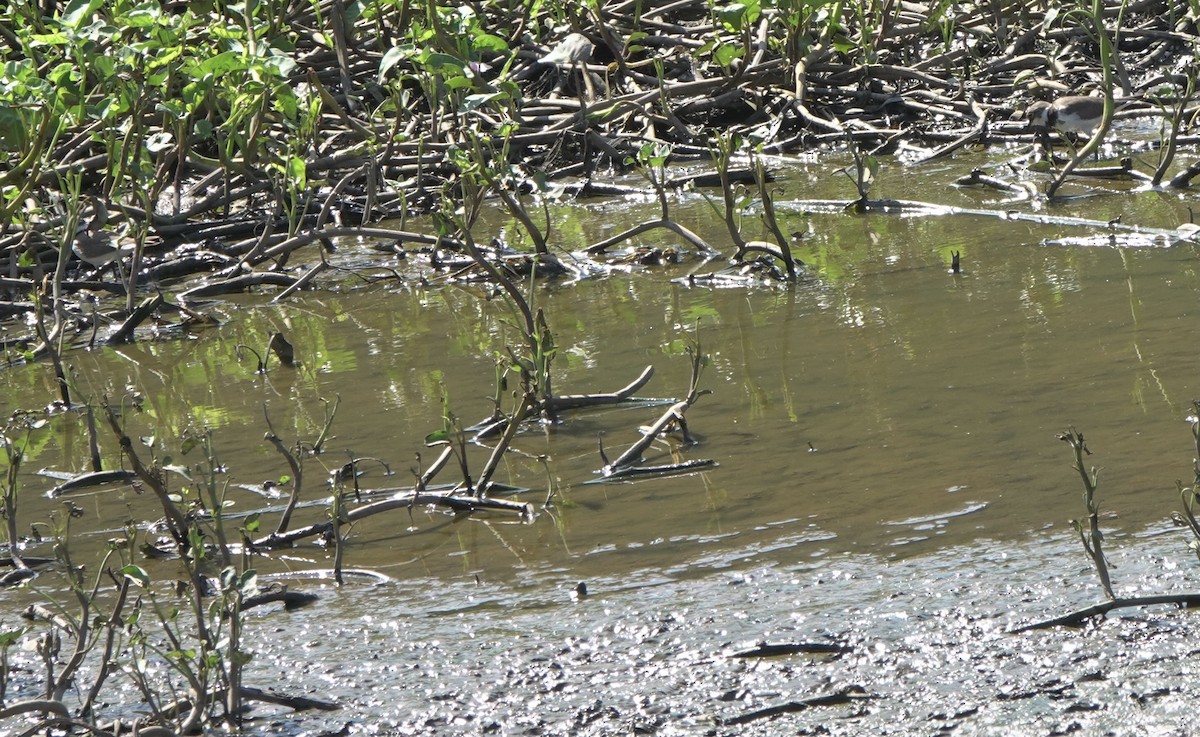 Little Ringed Plover - Martin Kennewell