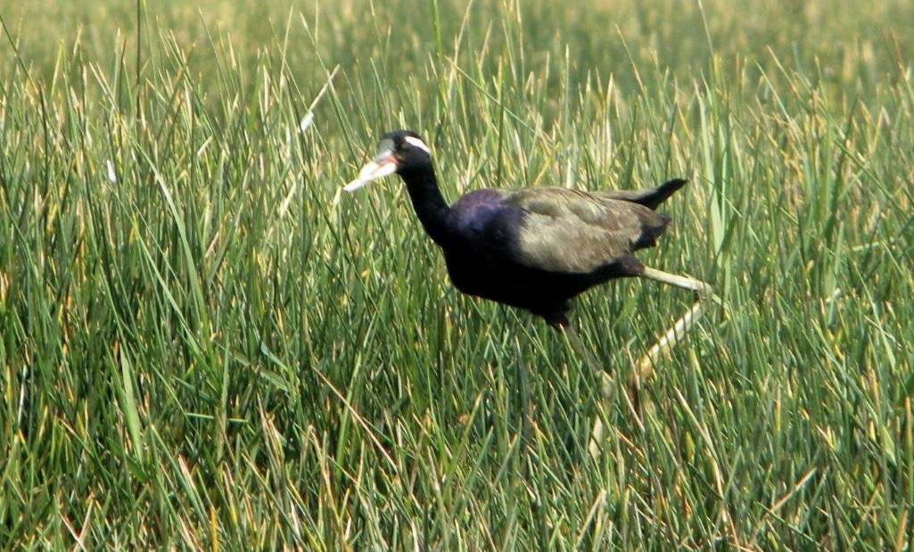 Bronze-winged Jacana - Vivek Raj