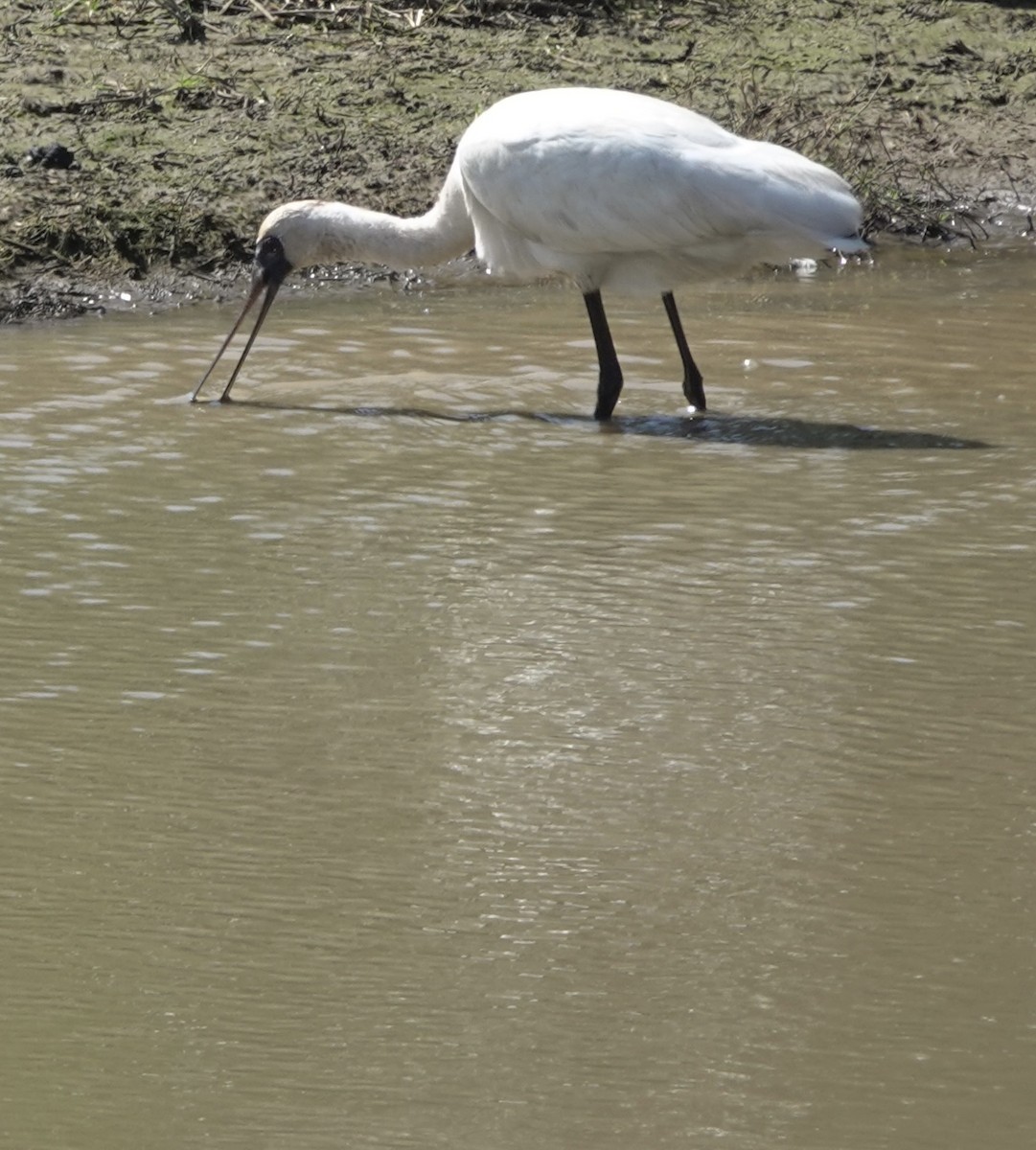 Black-faced Spoonbill - ML617454709